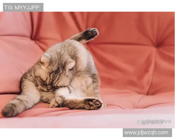 猫用足球的趣味玩法与训练技巧分享让你的猫咪爱上运动